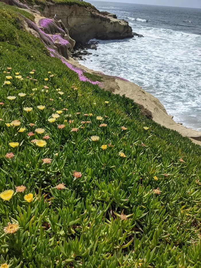 La Jolla