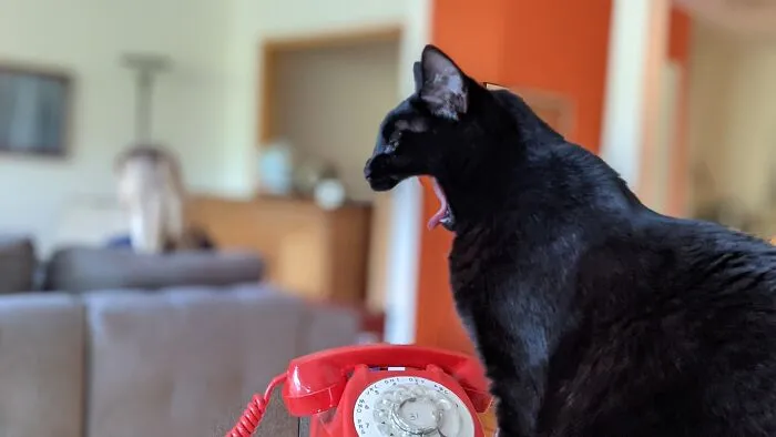 Waiting For A Call
