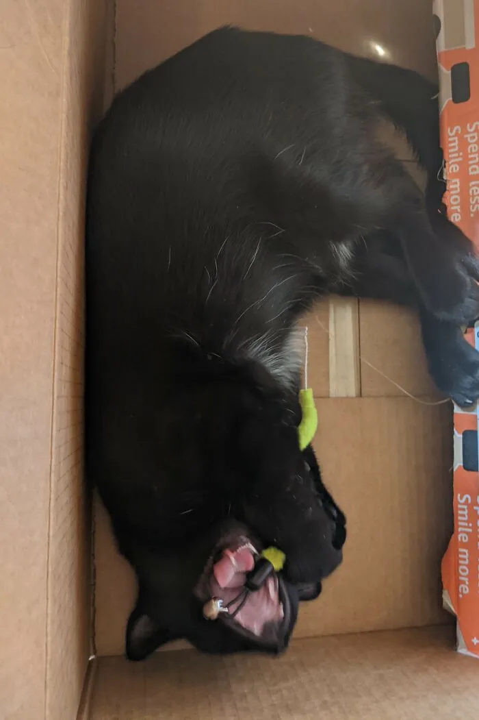 Nom Nom