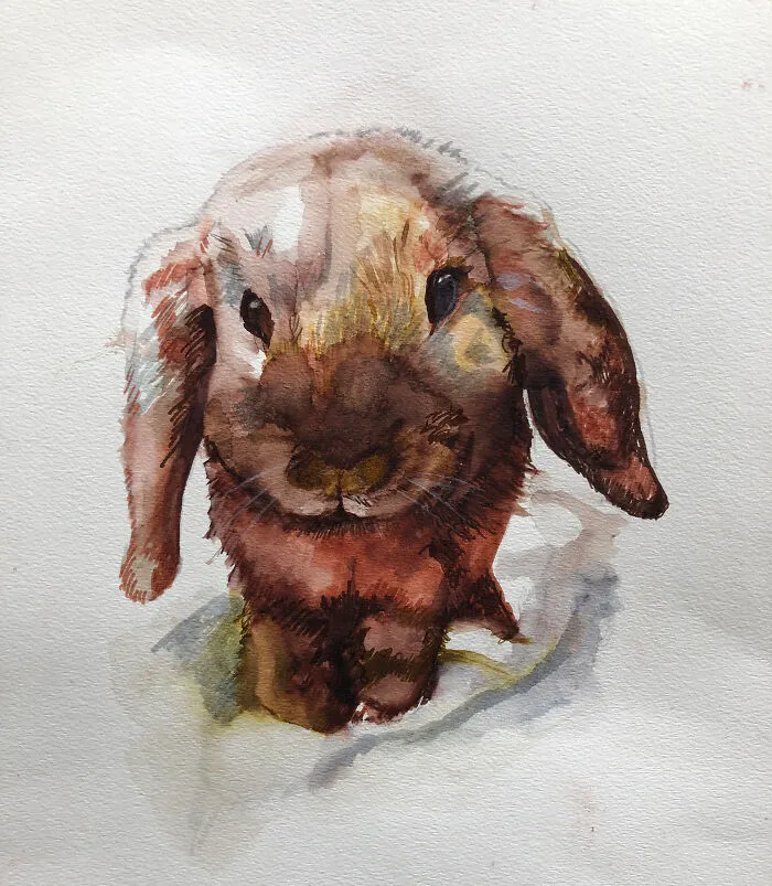 Pluis