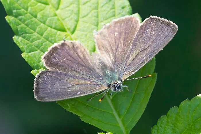 Purple Hairstreak - Favonius Quercus (Technically, Not A Macro, But Still...)
