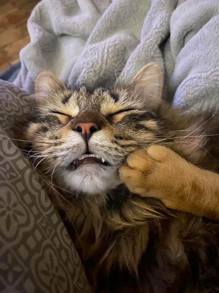 Kung Fu Dreams