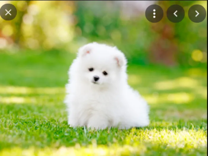 Dogs Are Unique