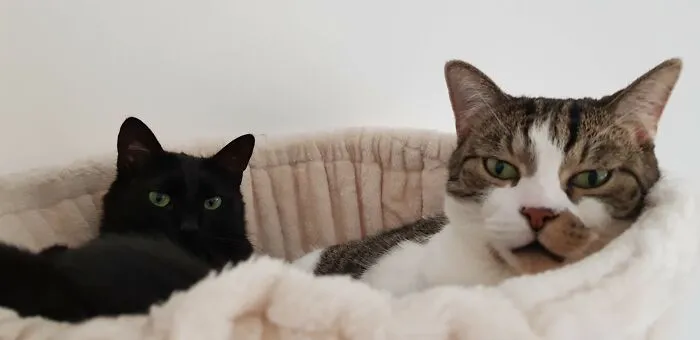 Salem And Little Bear, Both Rescues