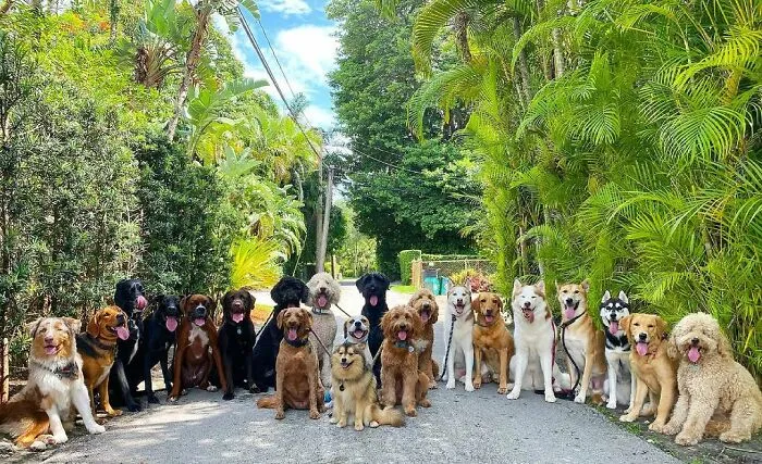 This Dog Daycare Center Manages The Impossible By Taking Perfect Group Dog Photos (30 Pics)