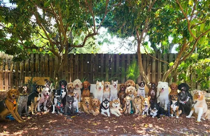 This Dog Daycare Center Manages The Impossible By Taking Perfect Group Dog Photos (30 Pics)