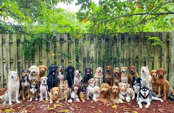 This Dog Daycare Center Manages The Impossible By Taking Perfect Group Dog Photos (30 Pics)