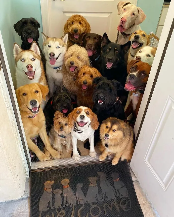 This Dog Daycare Center Manages The Impossible By Taking Perfect Group Dog Photos (30 Pics)