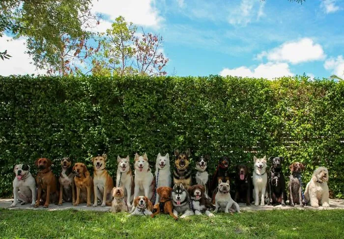 This Dog Daycare Center Manages The Impossible By Taking Perfect Group Dog Photos (30 Pics)