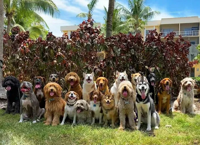 This Dog Daycare Center Manages The Impossible By Taking Perfect Group Dog Photos (30 Pics)