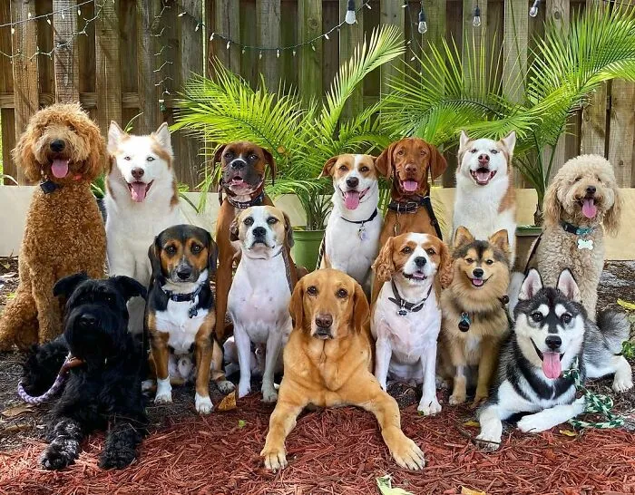 This Dog Daycare Center Manages The Impossible By Taking Perfect Group Dog Photos (30 Pics)