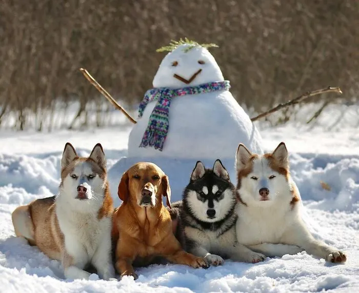 This Dog Daycare Center Manages The Impossible By Taking Perfect Group Dog Photos (30 Pics)