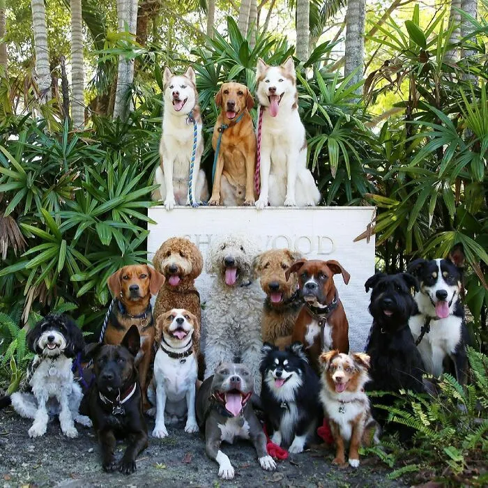 This Dog Daycare Center Manages The Impossible By Taking Perfect Group Dog Photos (30 Pics)