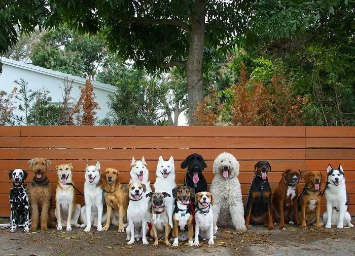 This Dog Daycare Center Manages The Impossible By Taking Perfect Group Dog Photos (30 Pics)