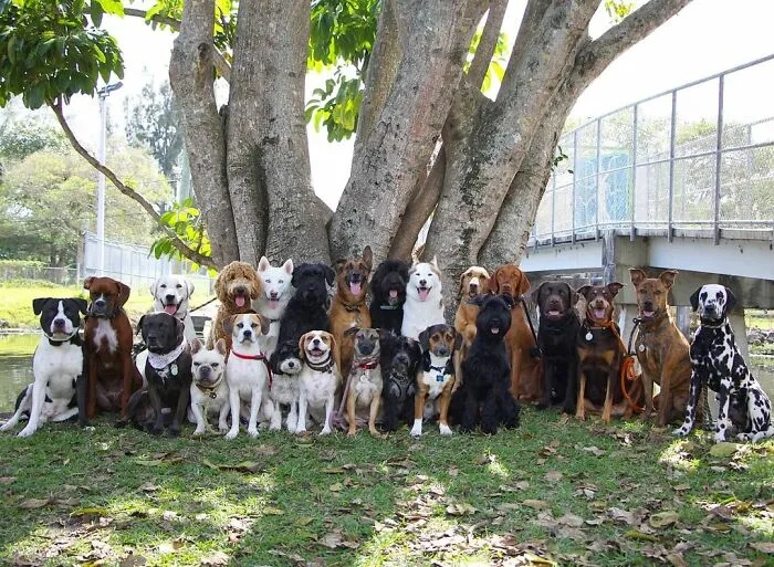 This Dog Daycare Center Manages The Impossible By Taking Perfect Group Dog Photos (30 Pics)
