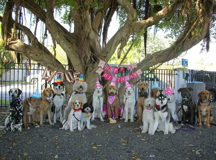 This Dog Daycare Center Manages The Impossible By Taking Perfect Group Dog Photos (30 Pics)