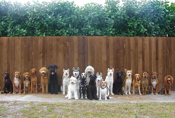 This Dog Daycare Center Manages The Impossible By Taking Perfect Group Dog Photos (30 Pics)