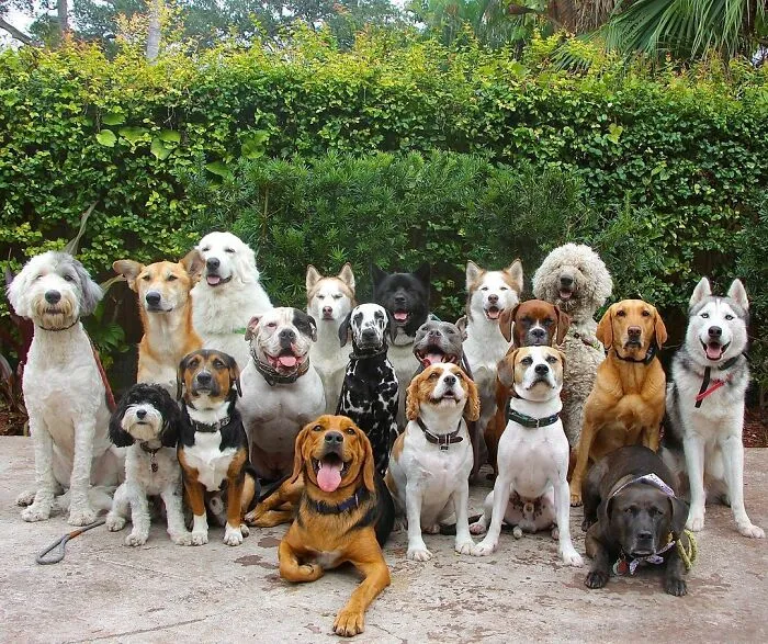 This Dog Daycare Center Manages The Impossible By Taking Perfect Group Dog Photos (30 Pics)
