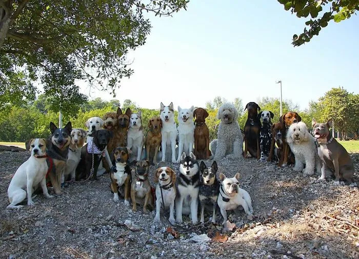 This Dog Daycare Center Manages The Impossible By Taking Perfect Group Dog Photos (30 Pics)