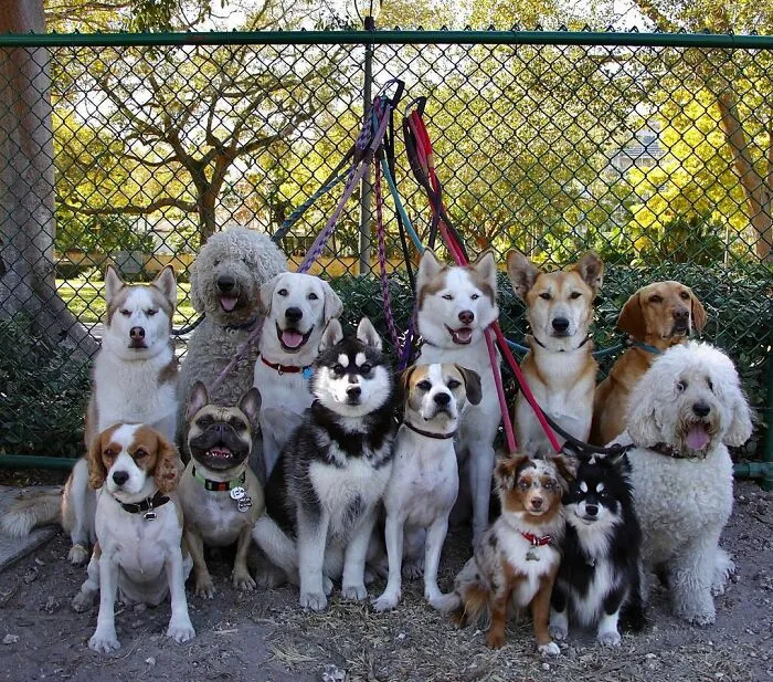 This Dog Daycare Center Manages The Impossible By Taking Perfect Group Dog Photos (30 Pics)