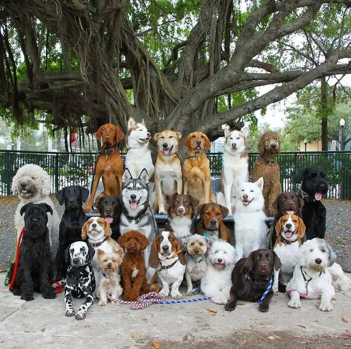 This Dog Daycare Center Manages The Impossible By Taking Perfect Group Dog Photos (30 Pics)