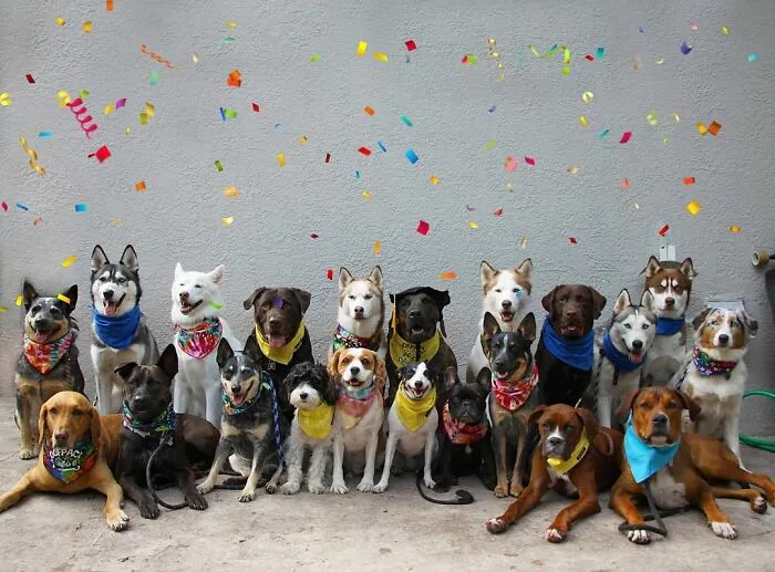 This Dog Daycare Center Manages The Impossible By Taking Perfect Group Dog Photos (30 Pics)