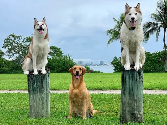 This Dog Daycare Center Manages The Impossible By Taking Perfect Group Dog Photos (30 Pics)