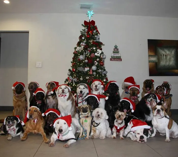 This Dog Daycare Center Manages The Impossible By Taking Perfect Group Dog Photos (30 Pics)