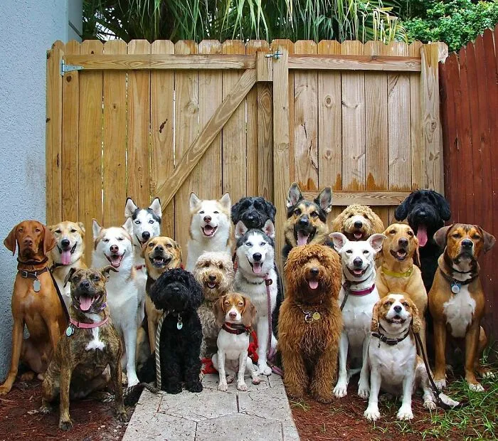This Dog Daycare Center Manages The Impossible By Taking Perfect Group Dog Photos (30 Pics)