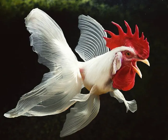 Here Are 50 Crazy Photo Collages By Turkish Artist