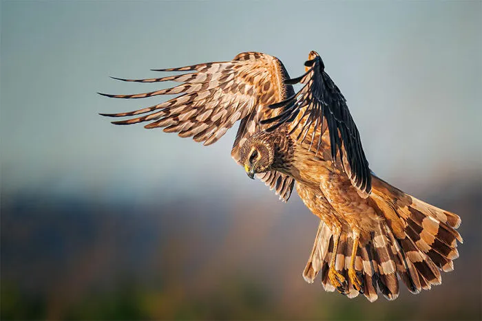 Female Bird Prize: Elizabeth Yicheng Shen