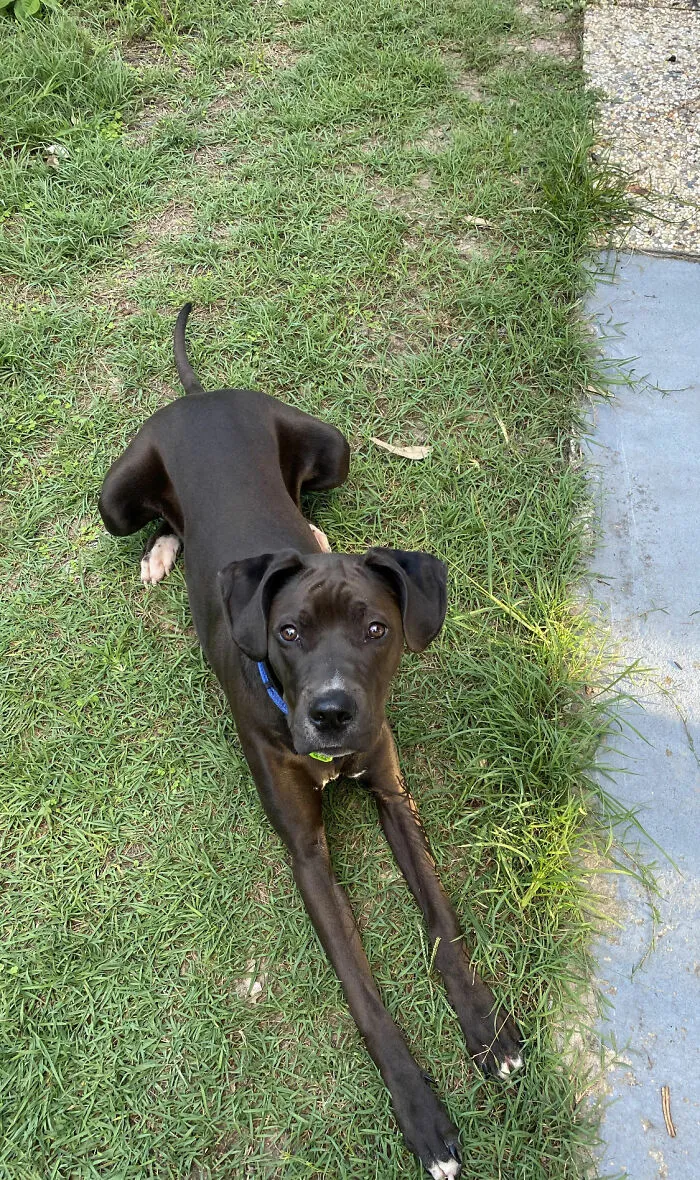 Our Fur Baby Rollie