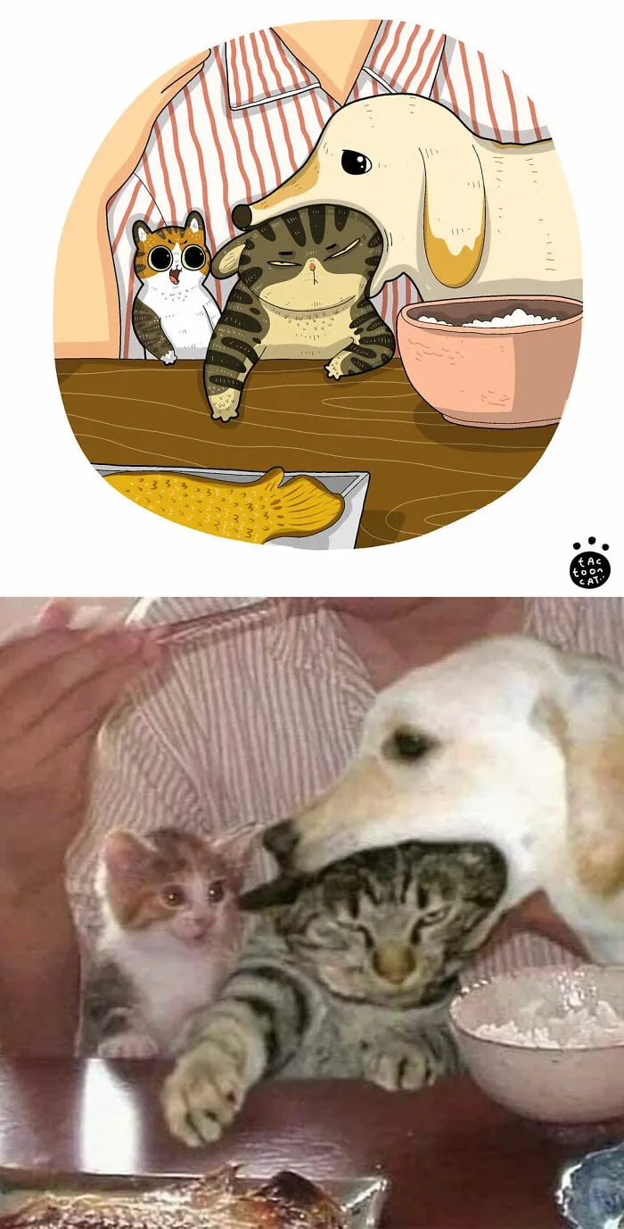 40 de las fotos de gatos más divertidas de Internet son ilustradas por Tactooncat (nuevas fotos)
