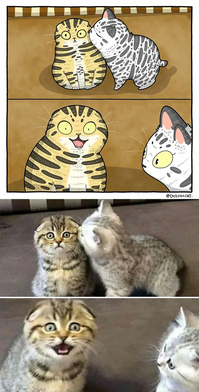 40 de las fotos de gatos más divertidas de Internet son ilustradas por Tactooncat (nuevas fotos)