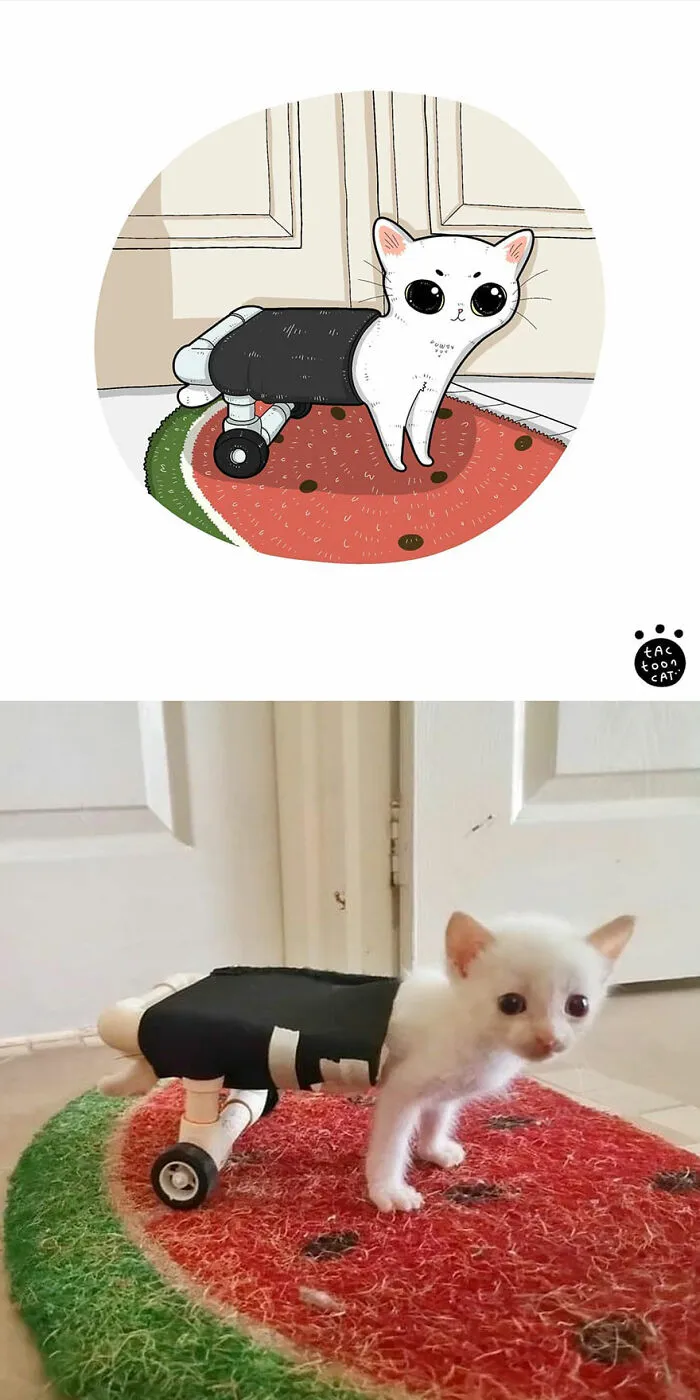 40 de las fotos de gatos más divertidas de Internet son ilustradas por Tactooncat (nuevas fotos)