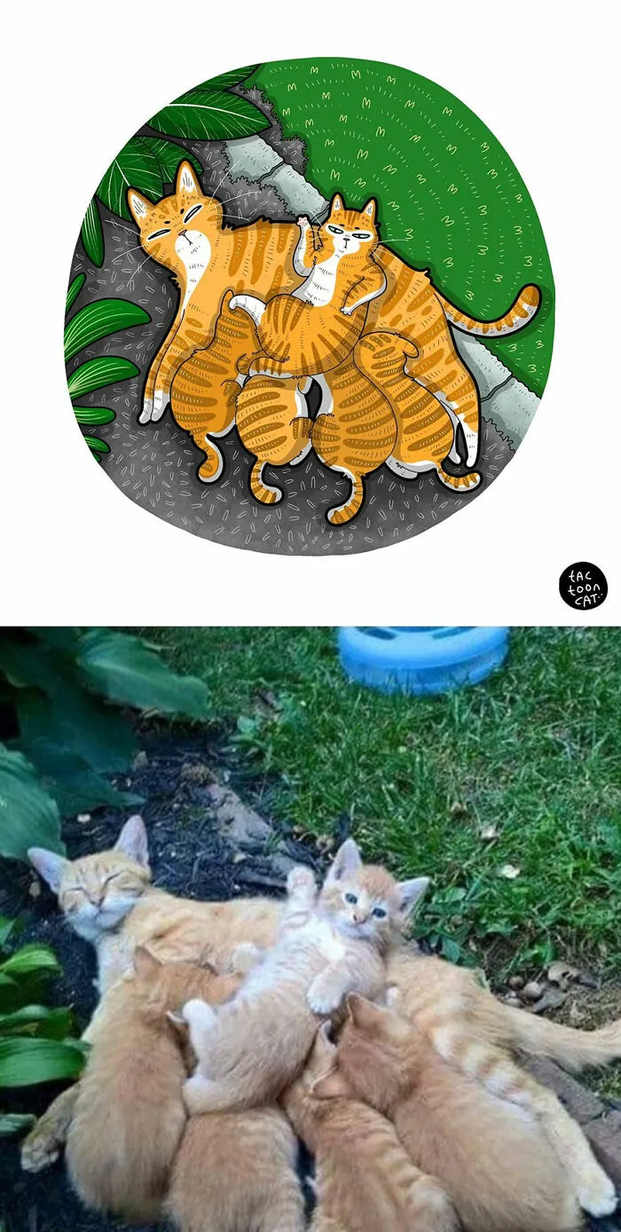 40 Of The Funniest Internet-Famous Cat Pics Get Illustrated By Tactooncat (New Pics)