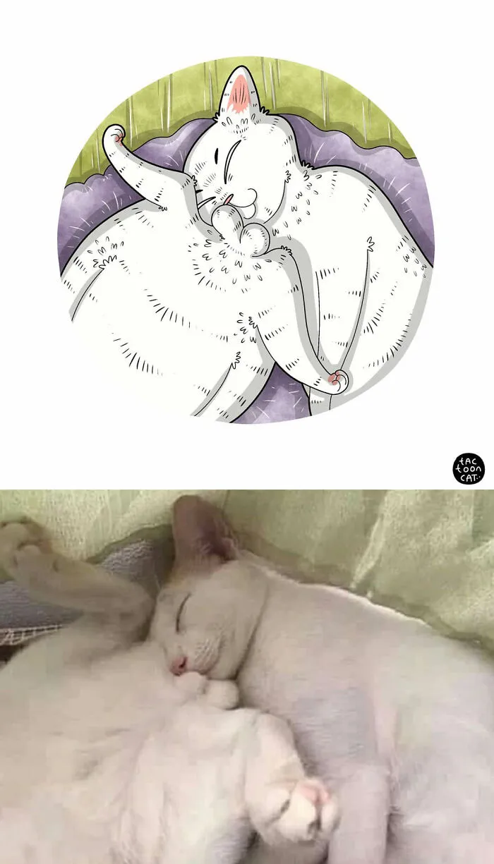 40 Of The Funniest Internet-Famous Cat Pics Get Illustrated By Tactooncat (New Pics)