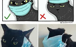40 Of The Funniest Internet-Famous Cat Pics Get Illustrated By Tactooncat (New Pics)