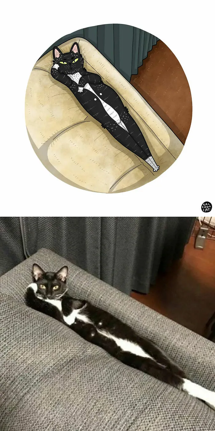 40 Of The Funniest Internet-Famous Cat Pics Get Illustrated By Tactooncat (New Pics)