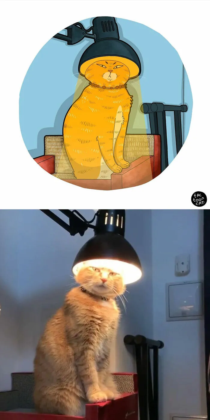 40 de las fotos de gatos más divertidas de Internet son ilustradas por Tactooncat (nuevas fotos)
