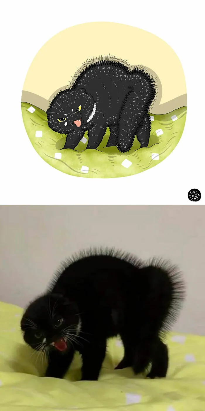 40 Of The Funniest Internet-Famous Cat Pics Get Illustrated By Tactooncat (New Pics)