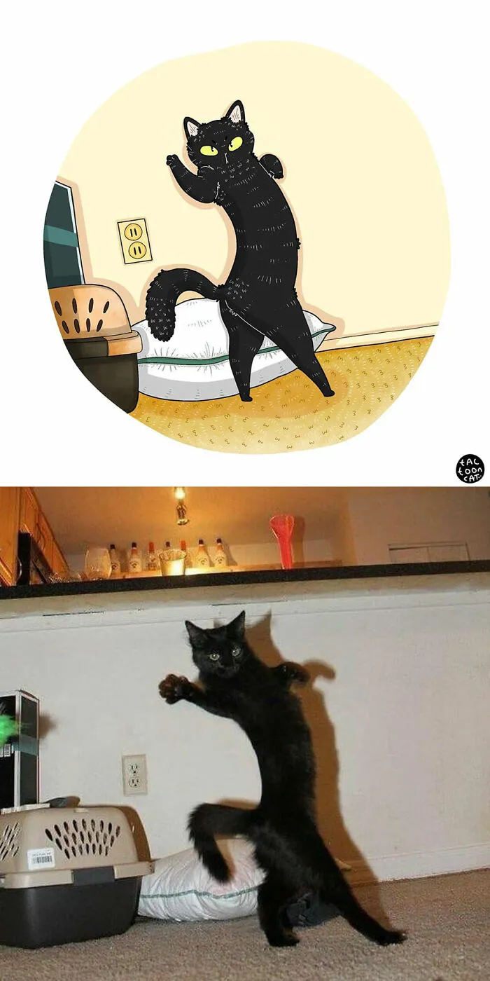 40 de las fotos de gatos más divertidas de Internet son ilustradas por Tactooncat (nuevas fotos)