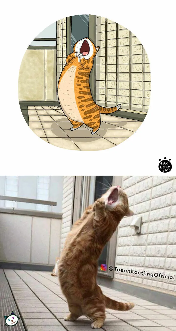 40 Of The Funniest Internet-Famous Cat Pics Get Illustrated By Tactooncat (New Pics)
