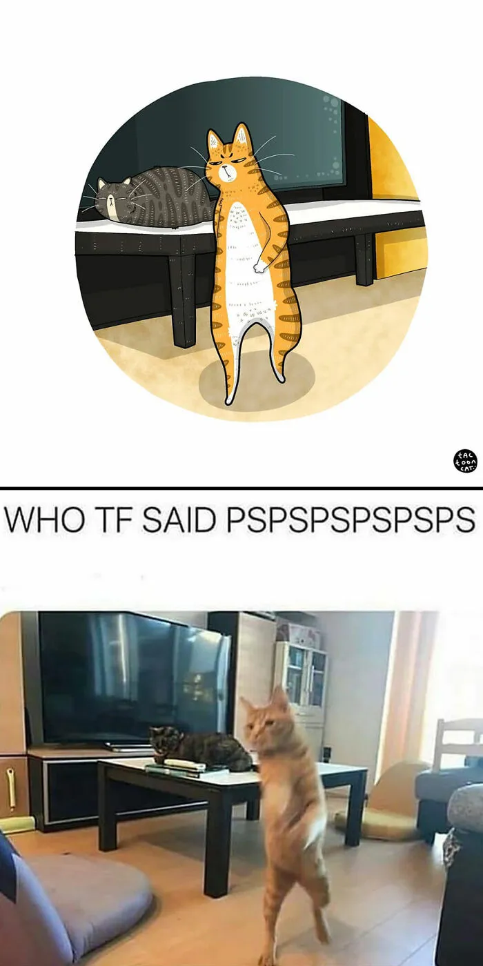 40 Of The Funniest Internet-Famous Cat Pics Get Illustrated By Tactooncat (New Pics)