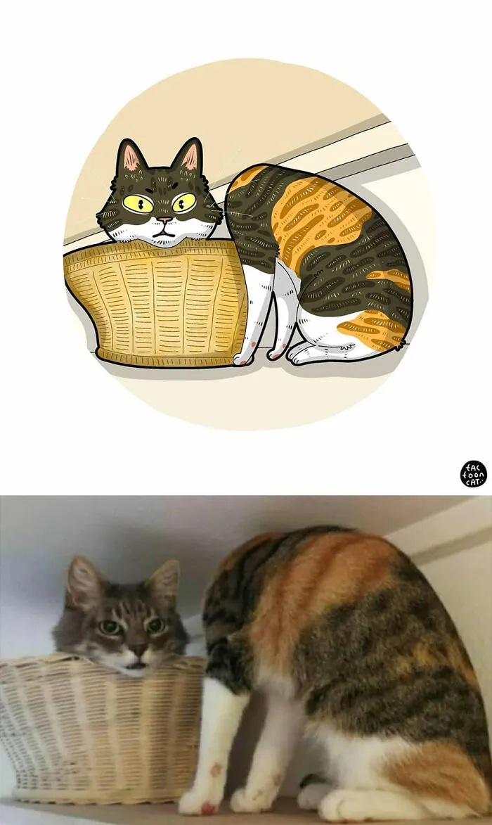40 Of The Funniest Internet-Famous Cat Pics Get Illustrated By Tactooncat (New Pics)