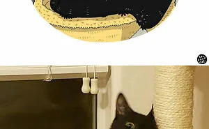 40 Of The Funniest Internet-Famous Cat Pics Get Illustrated By Tactooncat (New Pics)