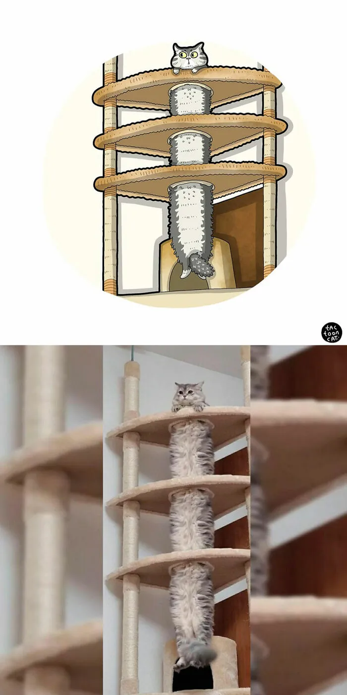 40 Of The Funniest Internet-Famous Cat Pics Get Illustrated By Tactooncat (New Pics)
