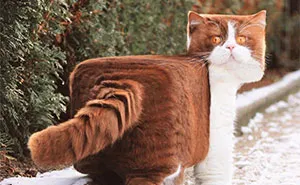 Artist Changes Animals To Be Shaped Like Cubes (24 New Pics)