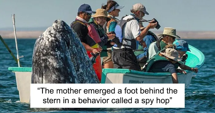 Photographer Spots Sneaky Grey Whale Next To Unsuspecting Whale Watchers