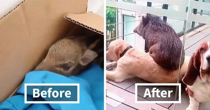 Woman Takes A Wild Baby Boar Into Her Family After She Finds It In A Box At Her Doorstep